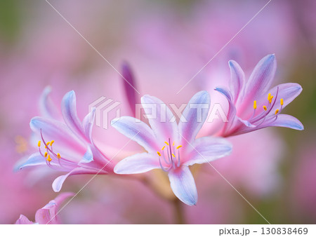 幻想的な背景に浮かぶリコリスの花姿 130838469