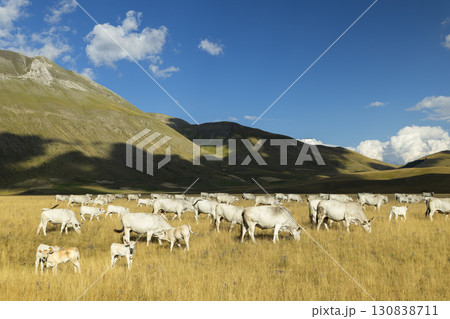 Chianina Cattle Grazing in the Fields of Castelluccio di Norcia, Umbria, Italy 130838711