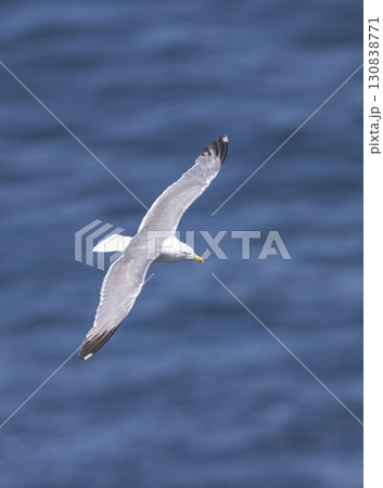 Seagull flying over the Cantabrian Sea in Asturias, Spain Seagull flying over the Cantabrian Sea in Asturias, Spain 130838771