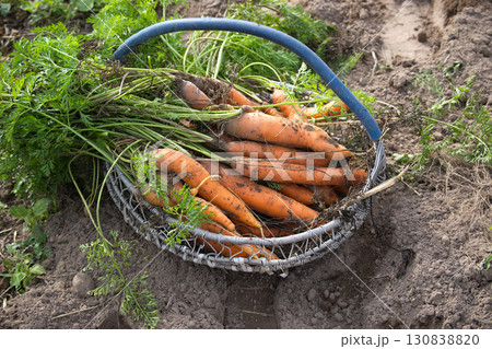Freshly Harvested Carrots in a Basket in a Sunny Vegetable Garden Freshly Harvested Carrots in a Basket in a Sunny Vegetable Garden 130838820