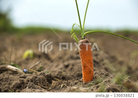 Single Fresh Carrot Emerging from Soil in a Farm Field Single Fresh Carrot Emerging from Soil in a Farm Field 130838821