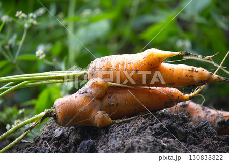 Two deformed carrots showing unusual growth lying on the ground Two deformed carrots showing unusual growth lying on the ground 130838822