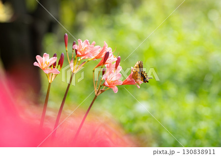 蝶が舞うオレンジのリコリス 蝶が舞うオレンジのリコリス 130838911