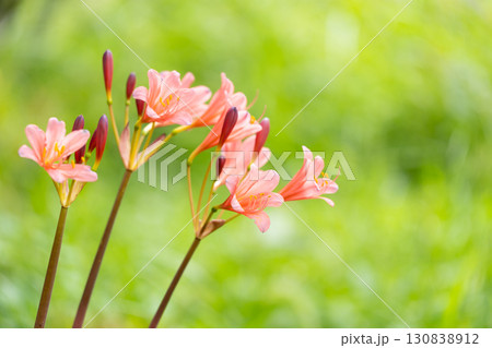 緑の中で咲くオレンジのリコリスの花 130838912