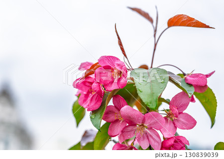Fresh pink flowers of a blossoming apple tree with blured background 130839039