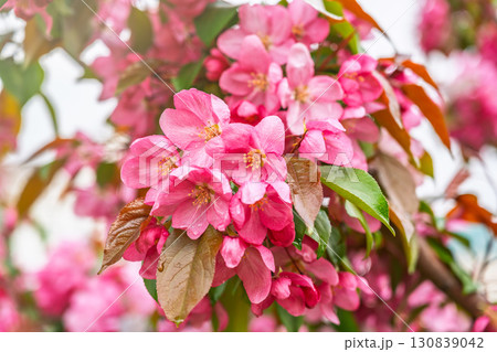 Fresh pink flowers of a blossoming apple tree with blured background Fresh pink flowers of a blossoming apple tree with blured background 130839042