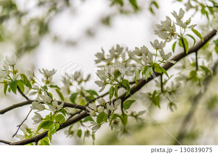 White blossoming apple trees with rain drops 130839075