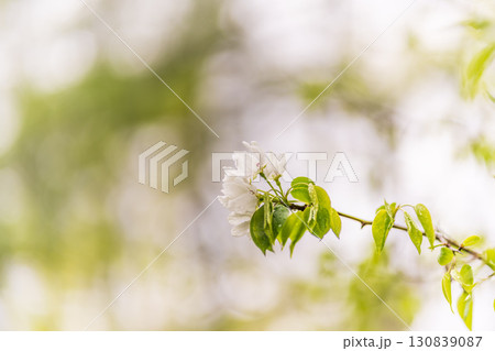 White blossoming apple trees with rain drops 130839087