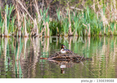 Great Crested Grebe, Podiceps cristatus, water bird sitting on the nest, nesting time on the green lake Great Crested Grebe, Podiceps cristatus, water bird sitting on the nest, nesting time on the green lake 130839088