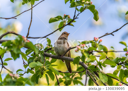 Thrush Nightingale, Luscinia luscinia. A bird sits on a tree branch and sings Thrush Nightingale, Luscinia luscinia. A bird sits on a tree branch and sings 130839095