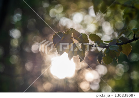 Branch of birch tree, Betula pendula, silver birch, warty birch, European white birch, with green leaves Branch of birch tree, Betula pendula, silver birch, warty birch, European white birch, with green leaves 130839097