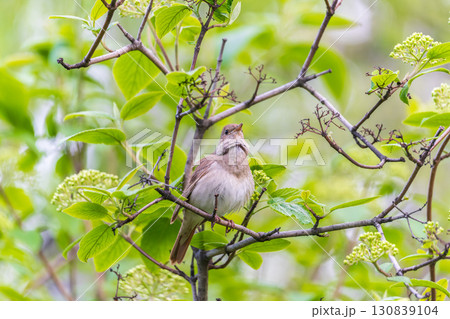 Thrush Nightingale, Luscinia luscinia. A bird sits on a tree branch and sings 130839104