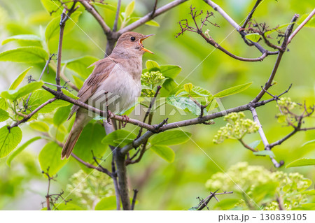 Thrush Nightingale, Luscinia luscinia. A bird sits on a tree branch and sings 130839105