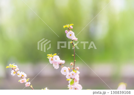 Beautiful Pink Flowers of Prunus triloba, Blossom, pink flowers. Prunus triloba, sometimes called flowering plum or flowering almond, a name shared with Prunus jacquemontii 130839108