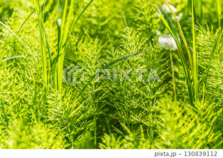 Wood horsetail (Equisetum sylvaticum) growing in the forest close up. Equisetum arvense, the field horsetail or common horsetail. Perennial herb 130839112