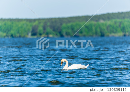 Graceful white Swan swimming in the lake, swans in the wild. Portrait of a white swan swimming on a lake. 130839113