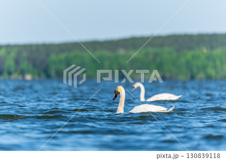 Two Graceful white Swans swimming in the lake, swans in the wild Two Graceful white Swans swimming in the lake, swans in the wild 130839118