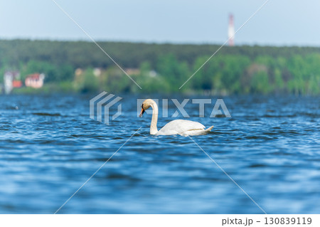 Graceful white Swan swimming in the lake, swans in the wild. Portrait of a white swan swimming on a lake. 130839119