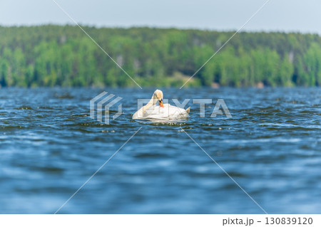 Graceful white Swan swimming in the lake, swans in the wild. Portrait of a white swan swimming on a lake. 130839120
