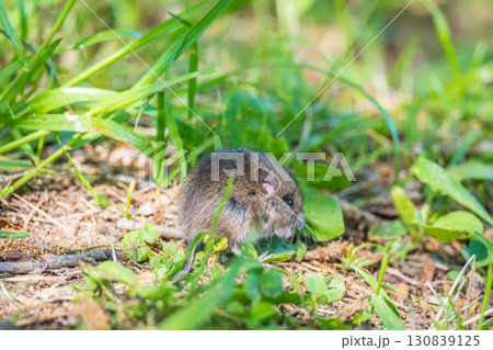 A closeup of a Common vole, Microtus arvalis, on the ground with a blurry background A closeup of a Common vole, Microtus arvalis, on the ground with a blurry background 130839125