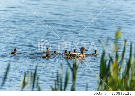 A family of ducks, a duck and its little ducklings are swimming in the water. The duck takes care of its newborn ducklings. Mallard, lat. Anas platyrhynchos 130839129