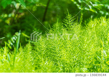 Wood horsetail (Equisetum sylvaticum) growing in the forest close up. Equisetum arvense, the field horsetail or common horsetail. Perennial herb Wood horsetail (Equisetum sylvaticum) growing in the forest close up. Equisetum arvense, the field horsetail or common horsetail. Perennial herb 130839144