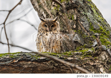 Long-eared owl (Asio otus), looking forward with wide opened eyes 130839149