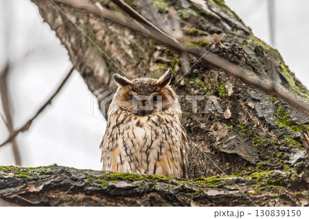 Long-eared owl (Asio otus), looking forward with wide opened eyes Long-eared owl (Asio otus), looking forward with wide opened eyes 130839150