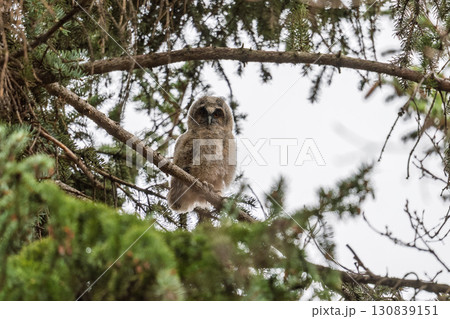 Long-eared owl owlet on a tree Long-eared owl owlet on a tree 130839151