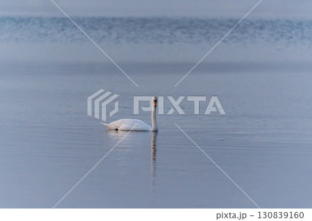 Graceful white Swan swimming in the lake, swans in the wild. Portrait of a white swan swimming on a lake. Graceful white Swan swimming in the lake, swans in the wild. Portrait of a white swan swimming on a lake. 130839160