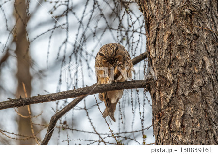 Long-eared owl (Asio otus), looking forward with wide opened eyes 130839161