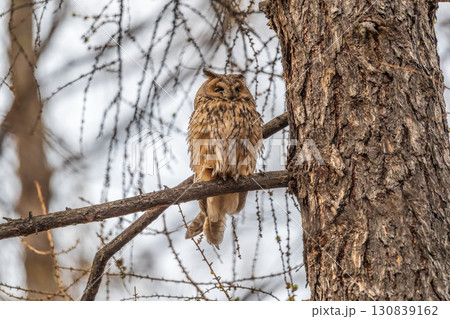 Long-eared owl (Asio otus), looking forward with wide opened eyes 130839162