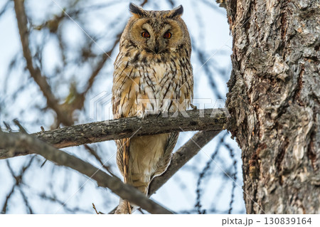 Long-eared owl (Asio otus), looking forward with wide opened eyes 130839164