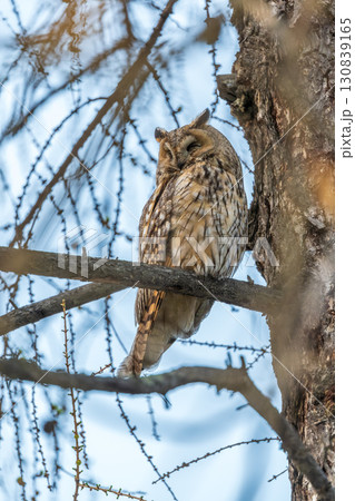 Long-eared owl (Asio otus), looking forward with wide opened eyes Long-eared owl (Asio otus), looking forward with wide opened eyes 130839165