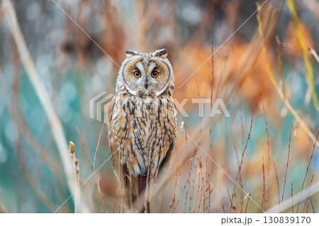 Long-eared owl (Asio otus), looking forward with wide opened eyes 130839170