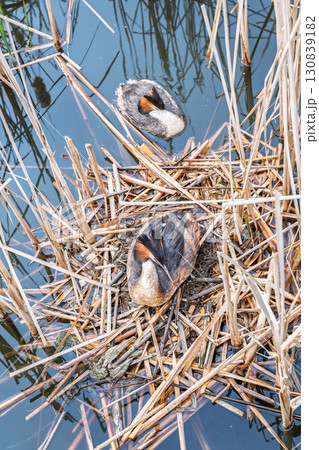 Great Crested Grebe, Podiceps cristatus, water bird sitting on the nest, nesting time on the green lake Great Crested Grebe, Podiceps cristatus, water bird sitting on the nest, nesting time on the green lake 130839182