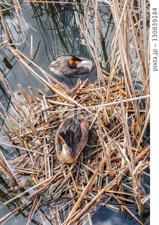 Great Crested Grebe, Podiceps cristatus, water bird sitting on the nest, nesting time on the green lake 130839184