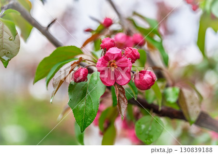Fresh pink flowers of a blossoming apple tree with blured background Fresh pink flowers of a blossoming apple tree with blured background 130839188