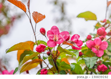 Fresh pink flowers of a blossoming apple tree with blured background Fresh pink flowers of a blossoming apple tree with blured background 130839192