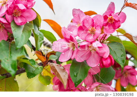Fresh pink flowers of a blossoming apple tree with blured background Fresh pink flowers of a blossoming apple tree with blured background 130839198