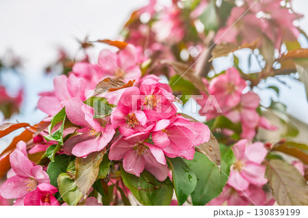 Fresh pink flowers of a blossoming apple tree with blured background Fresh pink flowers of a blossoming apple tree with blured background 130839199