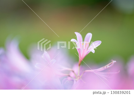 淡いピンクに浮かぶ一輪のリコリス 130839201