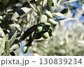 An olive tree branch with green olives. Olives on a tree. 130839234