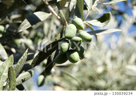 An olive tree branch with green olives. Olives on a tree. 130839234