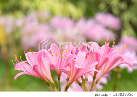 背景に彩りを添えるピンクのリコリス 130839356