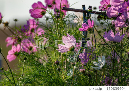 Cosmos flowers in a pretty meadow, cosmos bipinnatus or Mexican aster, daisy family asteraceae Cosmos flowers in a pretty meadow, cosmos bipinnatus or Mexican aster, daisy family asteraceae 130839404