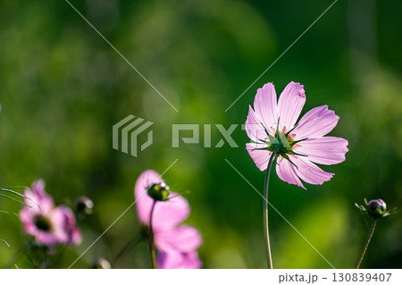 Cosmos flowers in a pretty meadow, cosmos bipinnatus or Mexican aster, daisy family asteraceae 130839407