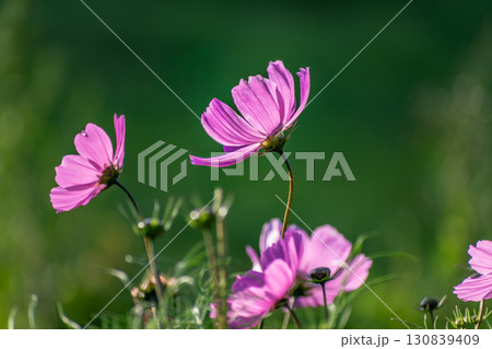 Cosmos flowers in a pretty meadow, cosmos bipinnatus or Mexican aster, daisy family asteraceae 130839409