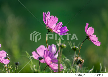 Cosmos flowers in a pretty meadow, cosmos bipinnatus or Mexican aster, daisy family asteraceae 130839410