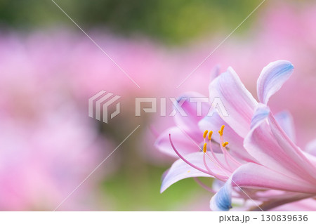 花びらが重なり合うリコリスの横顔 130839636